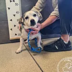 Znaleziono psa, Chełmek, 17 września 2025