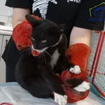 Kot do adopcji, Szczecin, 16 września 2025