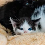 Kocurek Korzonek rezerwacja