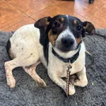 Kajtek- podopieczny Fundacji Pieskowo szuka domu tymczasowego, w przyszłości z opcją domu stałego 🙂 Kajtek to jeden z około 20 psiaków odebranych przez naszą Fundację interwencyjnie w ostatnim czasie