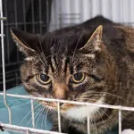 Znaleziono kota, Łódź, 19 września 2025