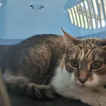 Znaleziono kota, Olsztyn, 9 września 2025