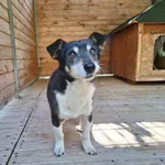 Pies do adopcji, Orzechowce, 18 września 2025