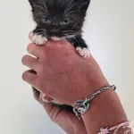 Przyjęty: 2025-09-03 Gmina: Oświęcim Płeć: Kocur Opis: europejska, czarno-białe