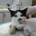 Znaleziono kota, Szczecin, 5 września 2025