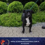 Pies do adopcji, Dębniak, 19 września 2025