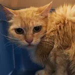 Znaleziono kota, Łódź, 19 września 2025