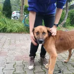 Pies do adopcji, Włocławek, 18 września 2025