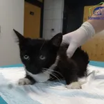 Kot do adopcji, Szczecin, 5 września 2025