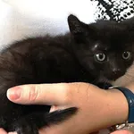 Bombaj