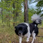 GW/243/18/25 Filuś   - data przyjęcia - 18.09.2025