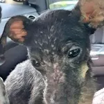 Pies do adopcji, Wolsztyn, 18 września 2025