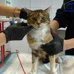 Znaleziono kota, Szczecin, 19 września 2025