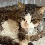 Znaleziono kota, Lublin, 14 września 2025