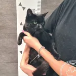 Znaleziono kota, Chełmek, 19 września 2025