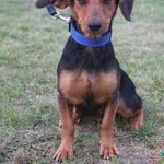 Pies do adopcji, Grudziądz, 27 sierpnia 2025