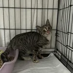 Znaleziono kota, Czartki, 19 września 2025