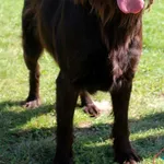 Pies do adopcji, Grudziądz, 27 sierpnia 2025