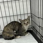 Znaleziono kota, Czartki, 19 września 2025