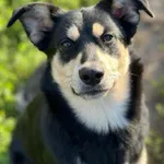 Pies do adopcji, Bydgoszcz, 21 września 2025