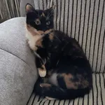 Zaginął kot, Żory, 21 września 2025