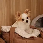 Zaginął pies, Wrocław, 21 września 2025