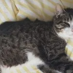 Zaginął kot, Charzykowy, 21 września 2025