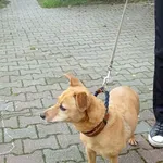 Pies do adopcji, Włocławek, 20 września 2025