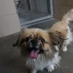 Pies do adopcji, Kraków, 6 września 2025