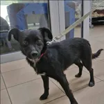 Znaleziono psa, Grudziądz, 20 września 2025