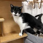 Kot do adopcji, Włocławek, 19 września 2025