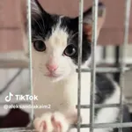 Kot do adopcji, Radom, 22 września 2025