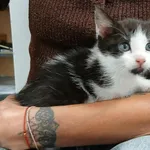 Znaleziono kota, Toruń, 13 września 2025