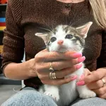 Znaleziono kota, Toruń, 13 września 2025