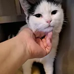 Znaleziono kota, Olsztyn, 19 września 2025