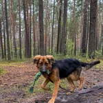 Pies do adopcji, Włocławek, 22 września 2025