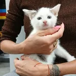 Znaleziono kota, Toruń, 13 września 2025