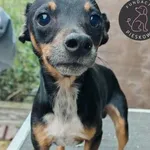 Pies do adopcji, Wolsztyn, 21 września 2025