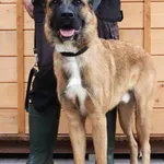 Znaleziono psa, Łódź, 21 września 2025