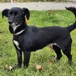 Znaleziono psa, Lublin, 22 września 2025