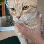 KOT ZNALEZIONY PRZYWIEZIONY DO SCHRONISKA 23.09.2025