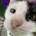 Jaś- podopieczny Fundacji Pieskowo szuka domu tymczasowego, w przyszłości z opcją domu stałego 🙂 Jaś to kocurek, jeden z 6 kociąt odebranych przez naszą Fundację interwencyjnie w ostatnim czasie. Jes