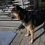 PIES PRZYWIEZIONY PRZEZ ZNALAZCĘ 22-09-2025