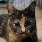 Zaginął kot, Olkusz, 23 września 2025