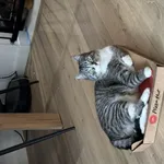 Zaginął kot, Łódź, 22 września 2025