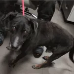 Pies odnaleziony w dniu 22.09.2025 r. przy ul. Glinki.