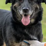Suzi