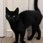 4746/138/25 Umbra - data przyjęcia - 23.09.2025