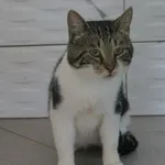 Kot do adopcji, Grudziądz, 3 września 2025