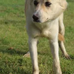 Pies do adopcji, Grudziądz, 5 września 2025